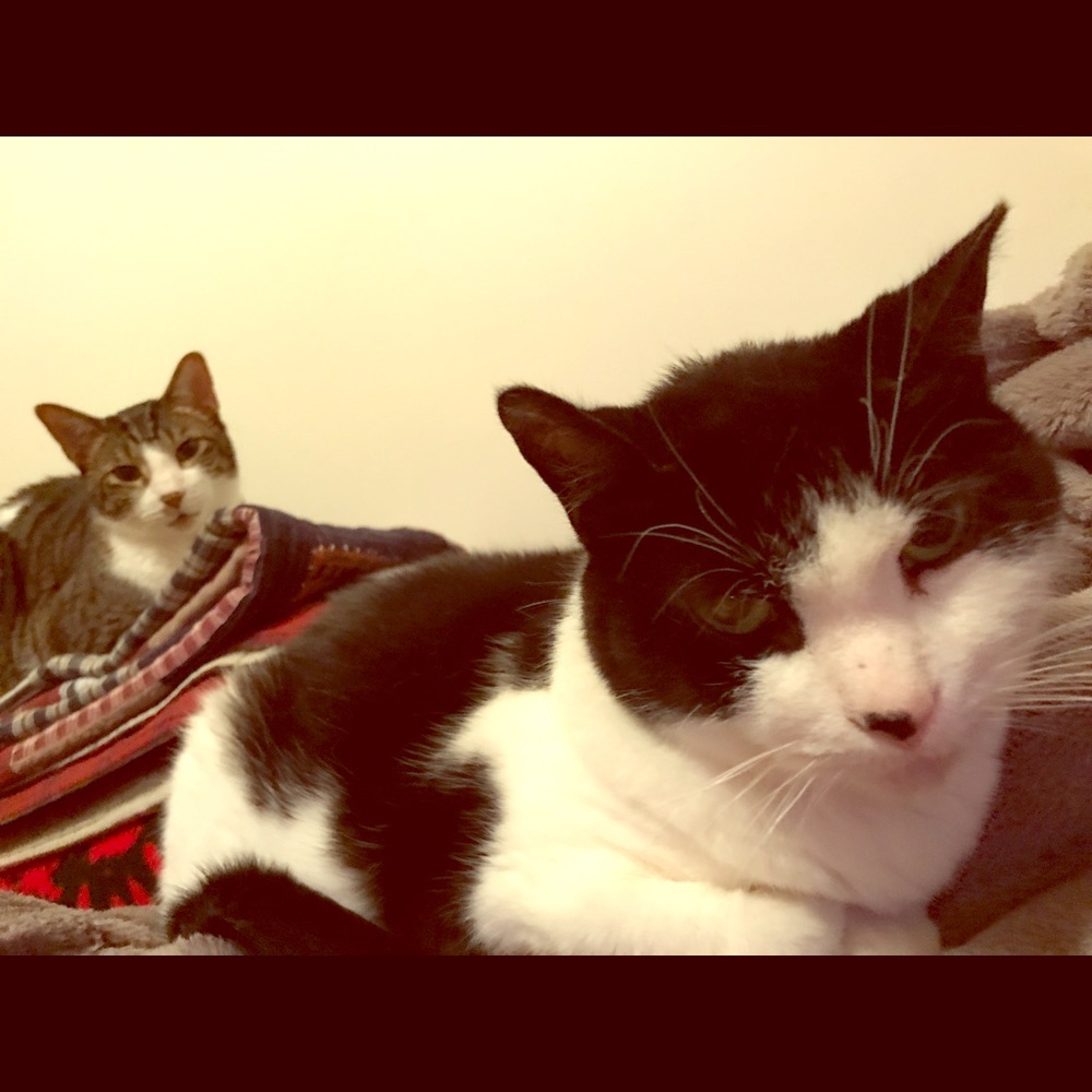 Meet your Posher, Uncle Meow Meow